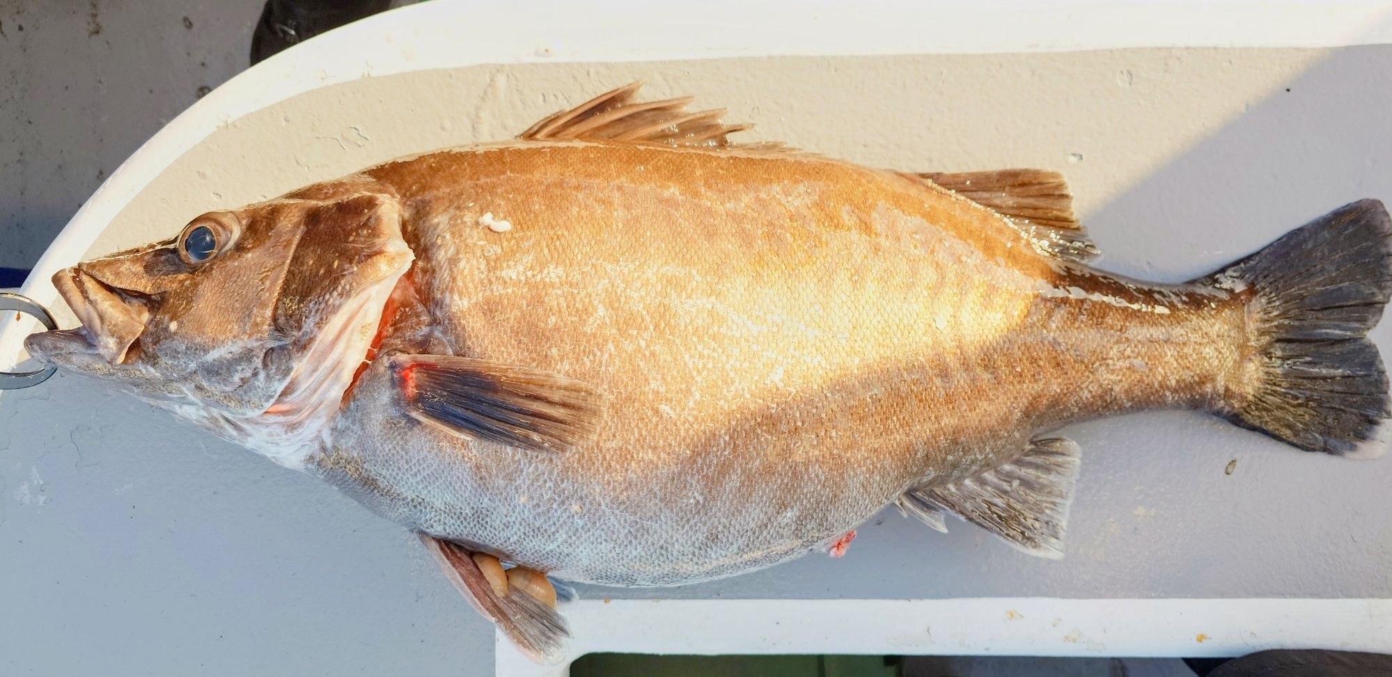 2025年 8月2日 沖五目 新潟間瀬港 釣り船 光海丸