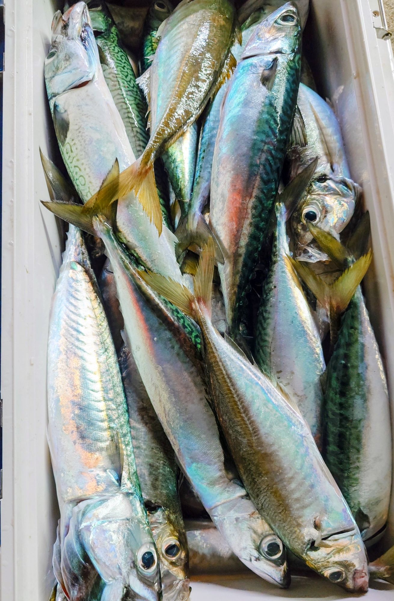 2025年 8月9日 夜アジ 新潟間瀬港 釣り船 光海丸